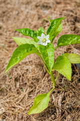 A white flower blooms on a pepper plant.