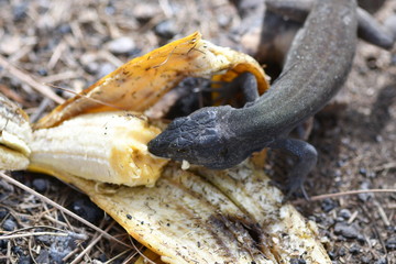 LAGARTOS COMIENDO PLÁTANO