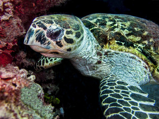 Obraz premium Turtle