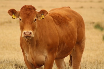 Brown cows in a field