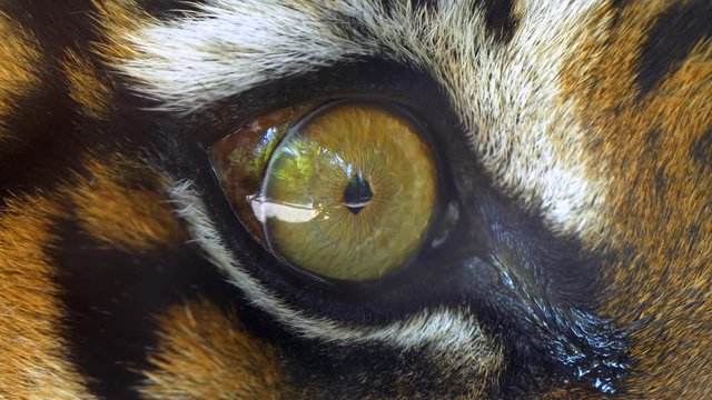 Sumatran tiger (Panthera tigris sondaica) eye detail