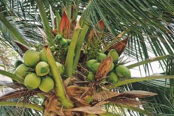 Fototapeta premium Close-up Bunch of Green Coconut Fruits on the Tree