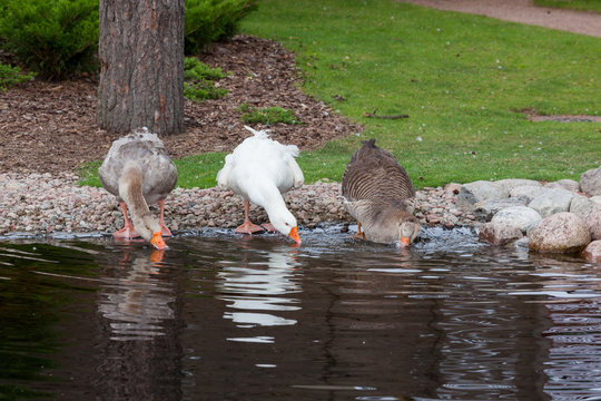 Geese drinking from pond