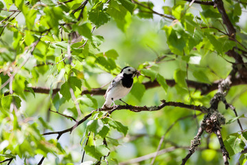Wagtail bird in tree with insects in beak