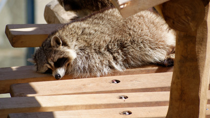 Beauval