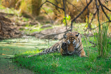 A tigress quenching her thirst in hot summer at Ranthambore National Park