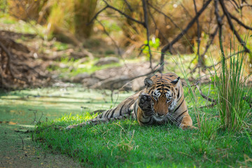 Fototapeta na wymiar A tigress resting under the shade of tree in a beautiful green background at ranthmabore national park