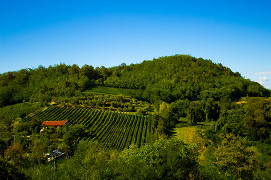 vino