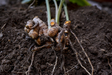 Turmeric