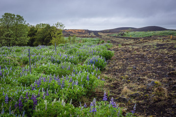 Obraz premium Lupinus nootkatensis flowers along route 264 near Keldur historical farm in southern Iceland