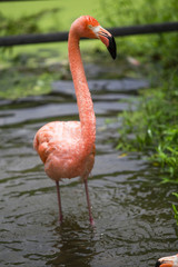 Greater Flamingo, Phoenicopterus ruber, beautiful pink big bird