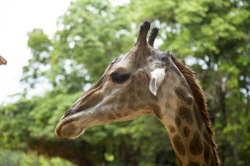 Naklejka na ściany i meble Closeup view of a giraffe face