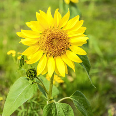 The sunflower blossomed with yellow petals.