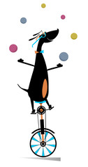 Funny dog rides on unicycle and juggles the balls illustration. Equilibrist dog rides on unicycle and juggles the balls isolated on white illustration   © bigmen
