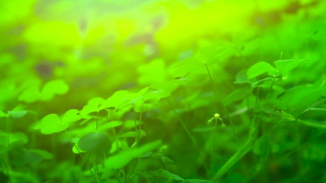 Shamrock. St. Patrick's Day leaves background. Patrick Day backdrop with growing clover leaf closeup. Slow motion. 3840X2160 4K UHD video footage