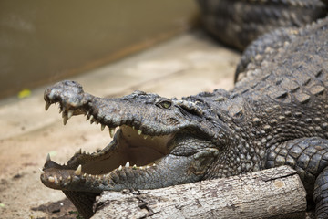 Crocodiles Resting at Crocodile Farm in Thailand