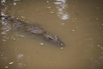 Crocodiles Resting at Crocodile Farm in Thailand