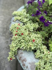 Beautiful Aptenia cordifolia with red flowers, also known as baby sun rose or heartleaf iceplant 
