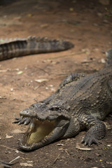 Crocodiles Resting at Crocodile Farm in Thailand