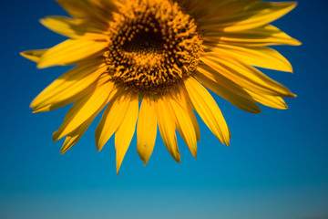 Bright yellow Sunflower in Summertime on blue sky background, copyspace