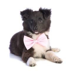 Shetland Sheepdog with pink bow tie