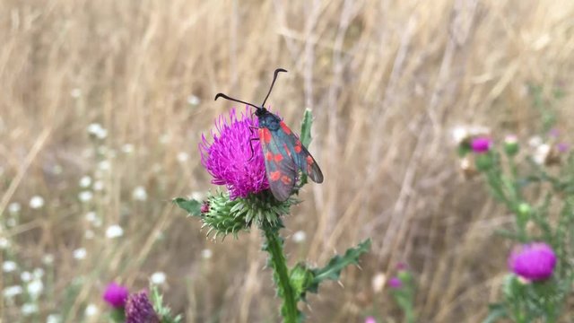 Mariendistel mit Sechsfleck-Widderchen - Erdeichel-Widderchen