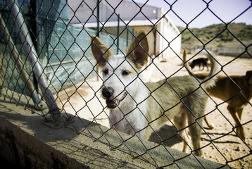 Abandoned and caged dogs