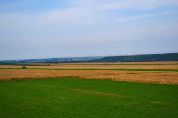 Naklejka premium Yellow and green grass field