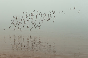 Reflection of a group of birds flying together  over the water on a foggy day