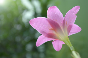 Pink rain lily, Zephyranthes sp., Central of Thailand