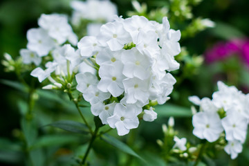 inflorescence of flower flox