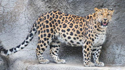 Far Eastern leopard