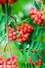 branches  of red  ashberry with leaves