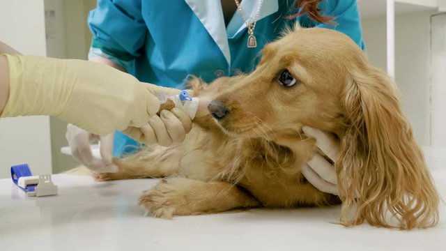 A vet putting an intravenous catheter in a paw of dachshund dog for taking medicine in veterinary clinic. 4K