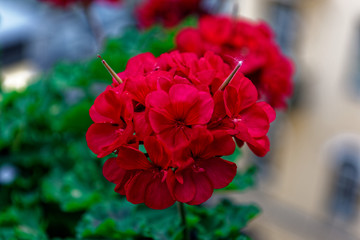 Red flower