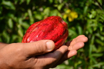cocoa, whole fruit, typical of Brazil