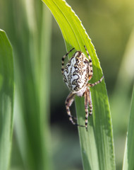 on a green grass spider creeps white in the rays of sunlight