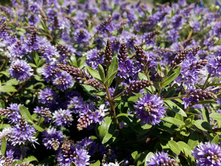 Obraz premium Violet Purple Wildflowers in meadow with blurred background. Natural Landscape concept.