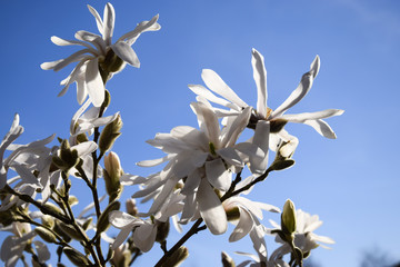 Blossom