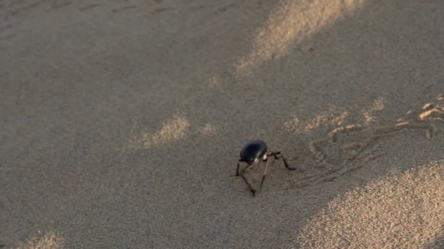 Uncertain not warmed up beetle Blaps in the winter sun makes a way in the sandy desert. The Great Indian desert, Thar

