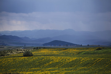 Naklejka premium Sunflower field
