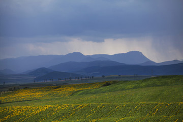 Obraz premium Sunflower field