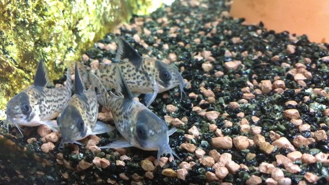 Panzerwelse im Aquarium 