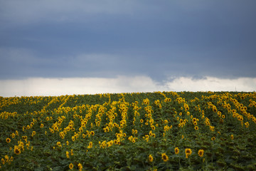 Sunflower field