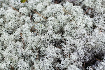 Reindeer Lichen (Cladonia) close up