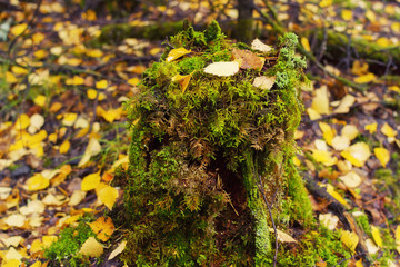 Picturesque wooden stump among yellow leaves. Beautiful autumn background.