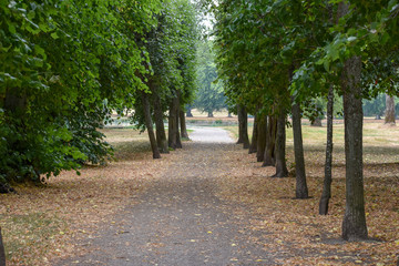 Fototapeta premium Alley of trees at Drottningholm Royal Palace