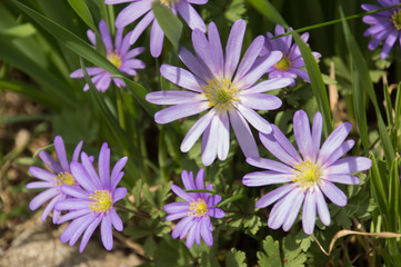 Fototapeta premium Pretty purple Grecian Balkan Anemone flowers close-up