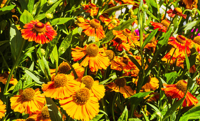 Gaillardia aristata Pursh