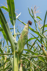 agriculture green field with maize closeup